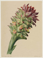 BB+ 022
<br/>
Kurkuma
<br/>
<em>Koning, Elisabeth Johanna (1816-1887)</em>